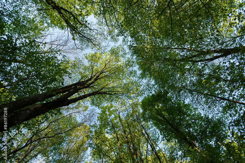 Fototapeta premium Vertical perspective within a dense forest with sky