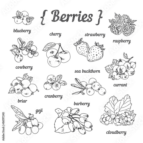 Hand sketched berries: strawberry, cherry, blueberry, goji, raspberry, cloudberry, barberry, briar, currant