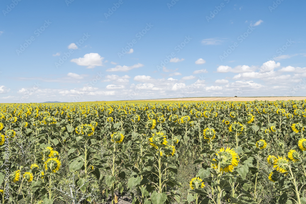 Fototapeta premium Sunflowers field