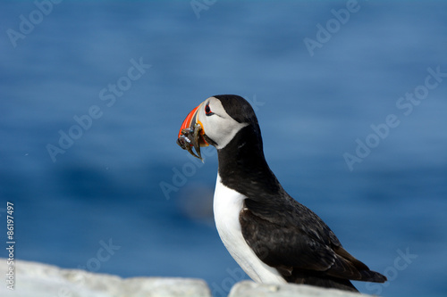 Atlantic birdlife  Farne Islands Nature Reserve  England