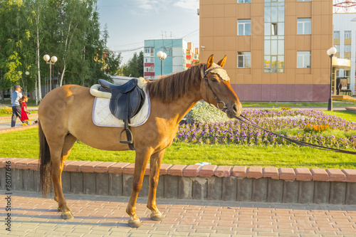 Slika na platnu workhorse