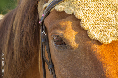 Fotografija workhorse