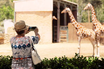 elderly woman making picture of giraffes in the zoo