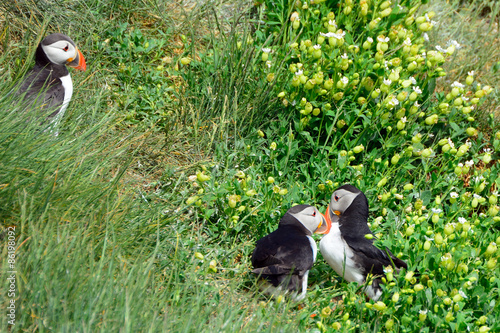 Atlantic birdlife, Farne Islands Nature Reserve, England