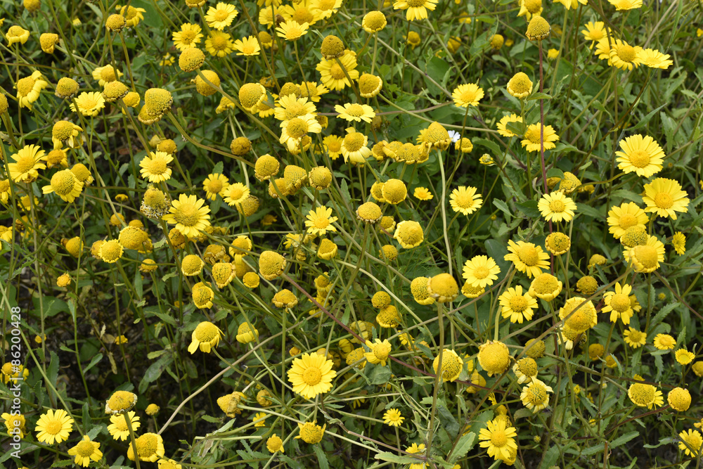 Coleostephus myconis / Chrysanthème de Mykonos Coleostephus myconis / Chrysanthème de Mykonos