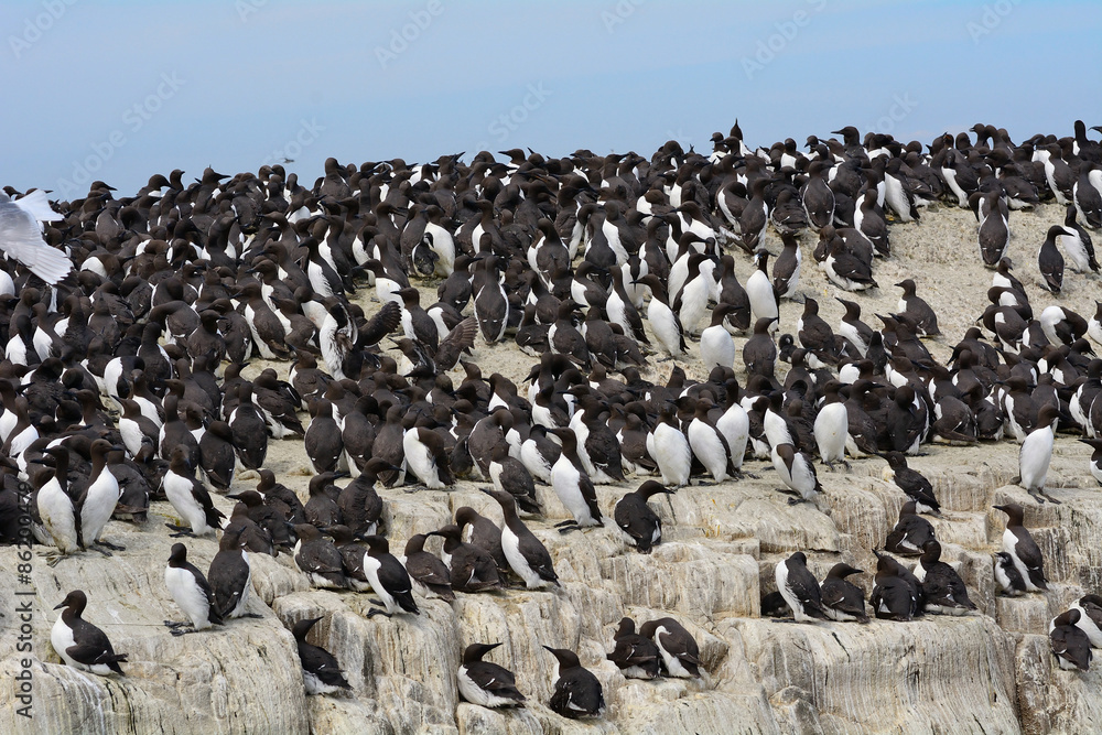 Obraz premium Guillemots, Farne Islands Nature Reserve, England