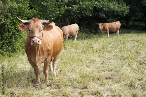 Fototapeta Naklejka Na Ścianę i Meble -  brown cattle standing on farmland