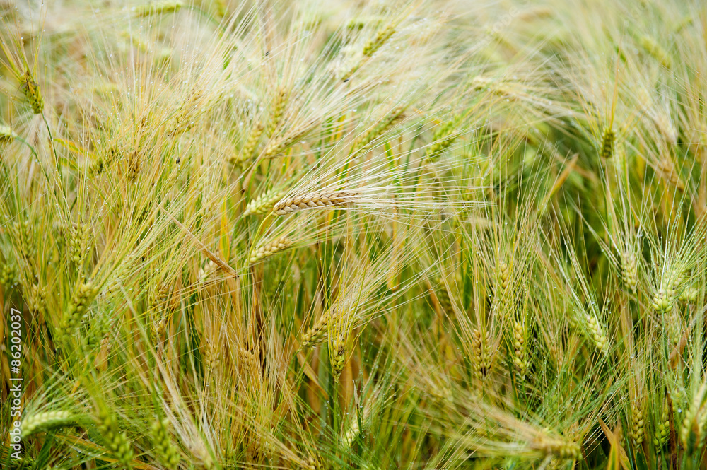 Mildew on wheat ears Mildew on wheat ears