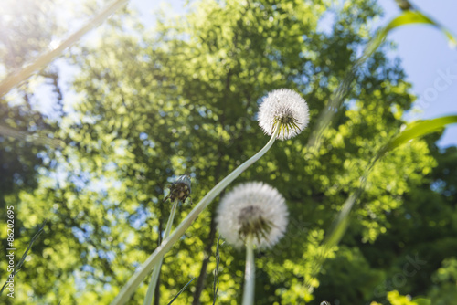 Pusteblumen im Wald