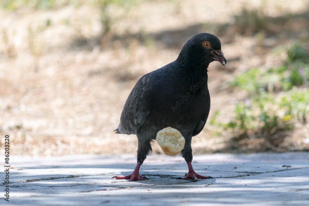 Pigeon biting and eating a coil. Pigeon biting and eating a coil.