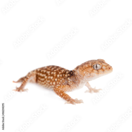 Rough Knob-tailed Gecko isolated on white 