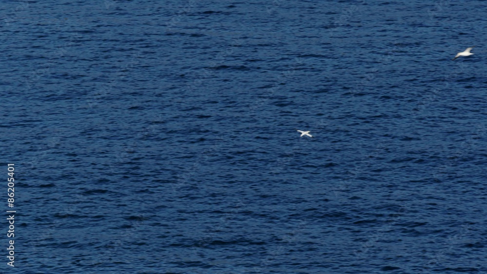 Gannets Swoop and Divebomb Gannets Swoop and Divebomb