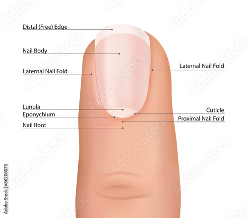 Human finger nail structure. Nail medical healthcare design banner. photo