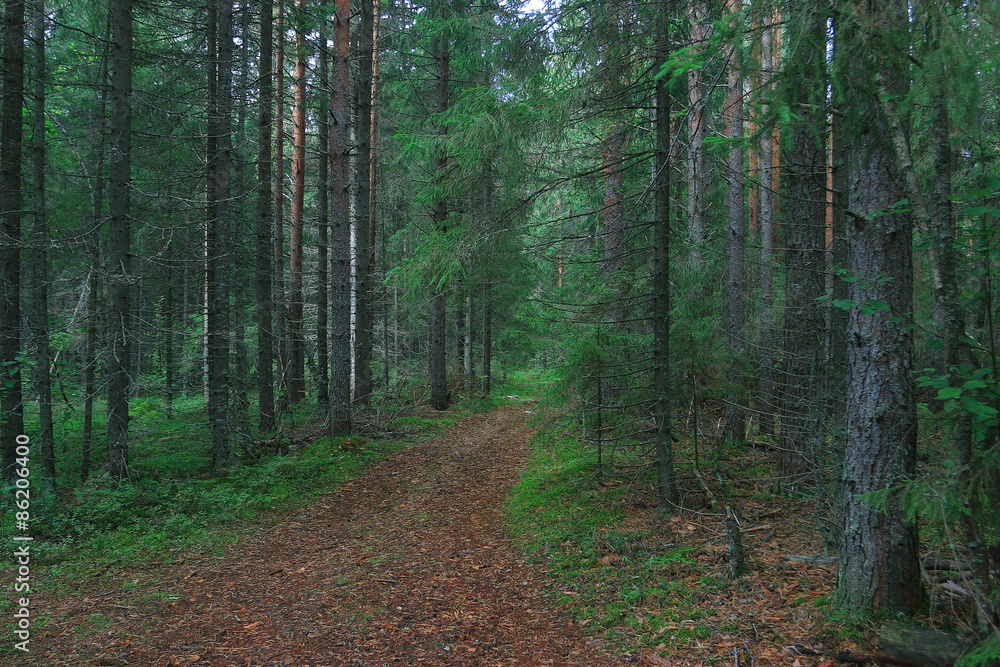 Fototapeta premium Summer dense forest landscape
