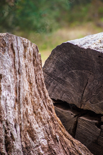 Large Tree Cut in Half