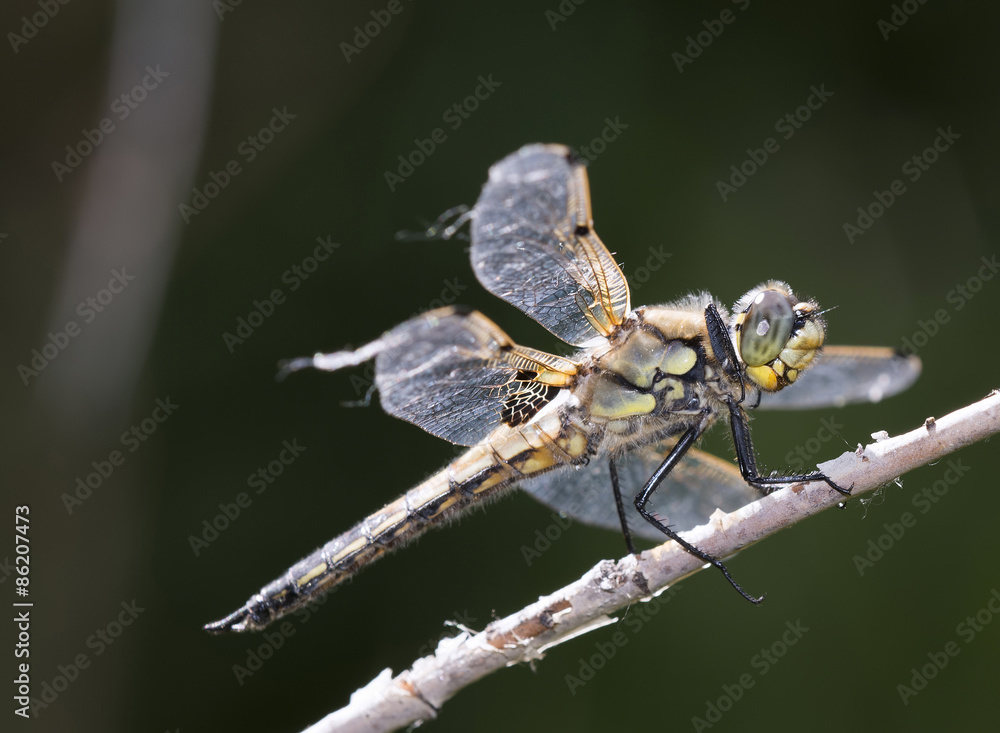 Four-spotted Skimmer Dragonfly on Branch (Libellula quadrimacula) Four-spotted Skimmer Dragonfly on Branch (Libellula quadrimacula)