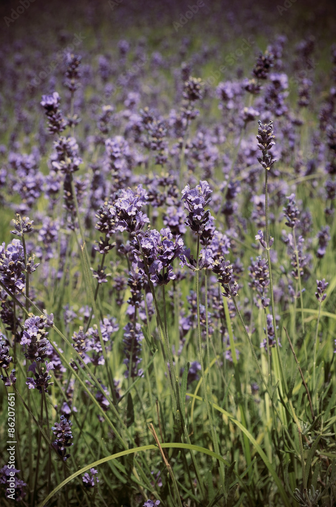 Naklejka premium Lavender flowers