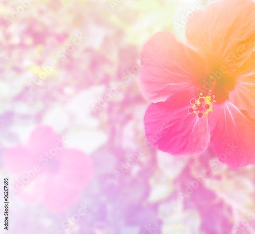 Beautiful Flower with Soft Focus Color Filtered Vintage Style as Template