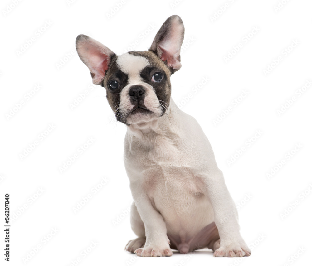 French Bulldog (3 months old) sitting