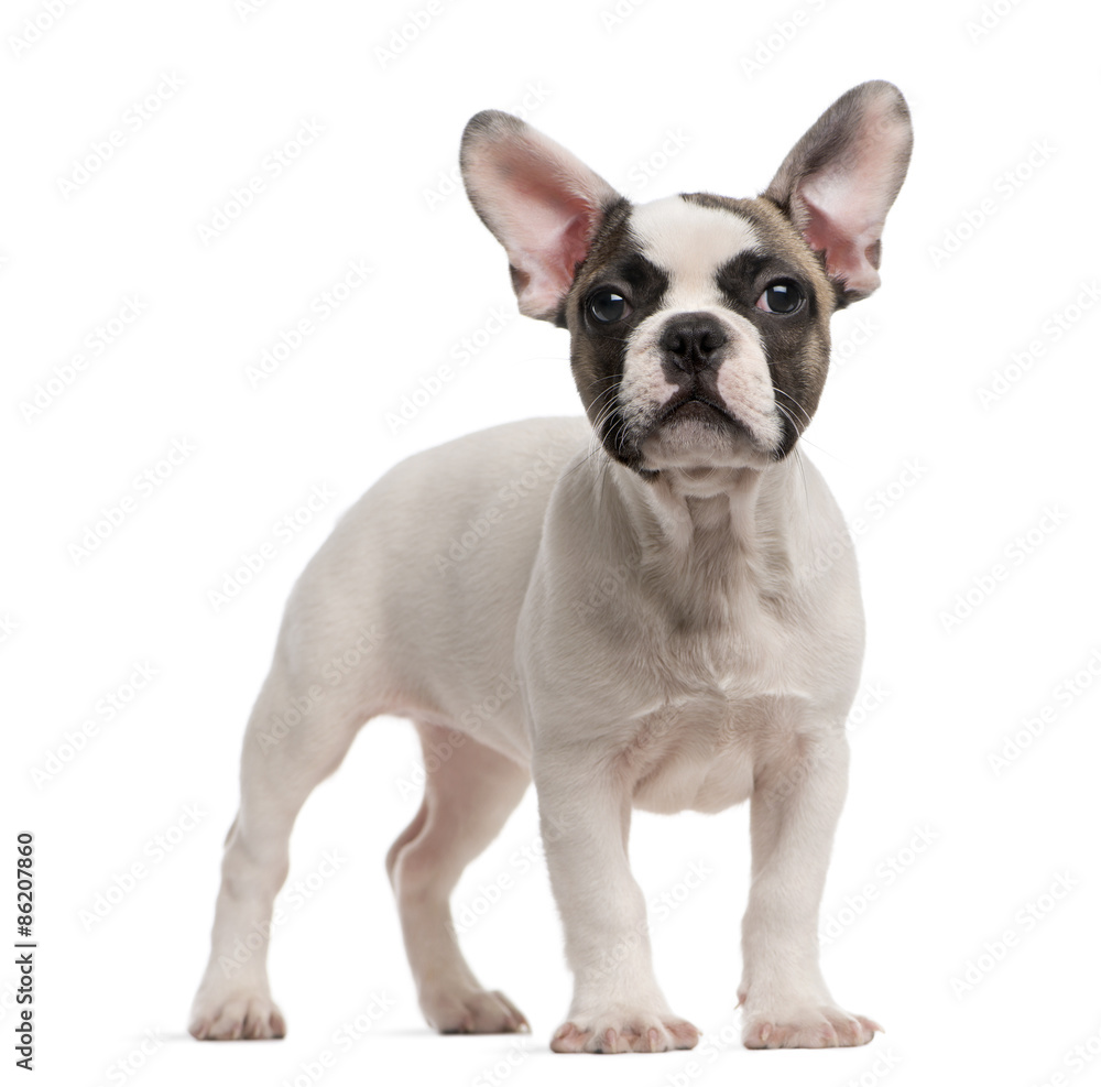 French Bulldog (3 months old) standing