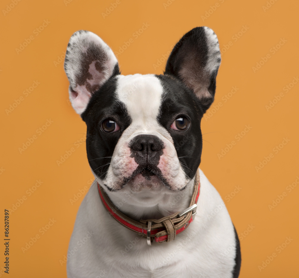 Close-up of a French Bulldog (1 year old)