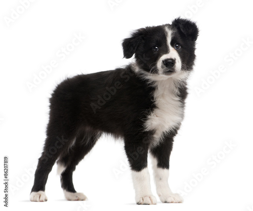 Border Collie (2 months old) standing