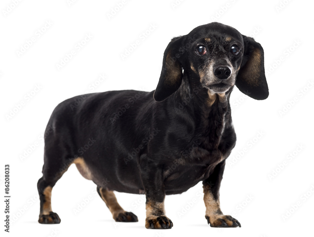 Old Dachshund in front of a white background