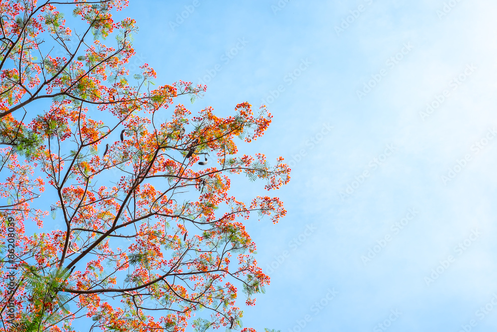 Looking up at red flower on tree at blue sky Looking up at red flower on tree at blue sky
