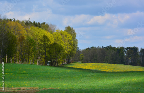 Spring landscape