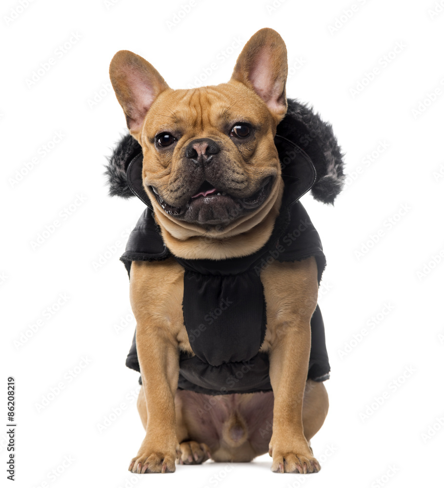 French Bulldog wearing a coat in front of white background