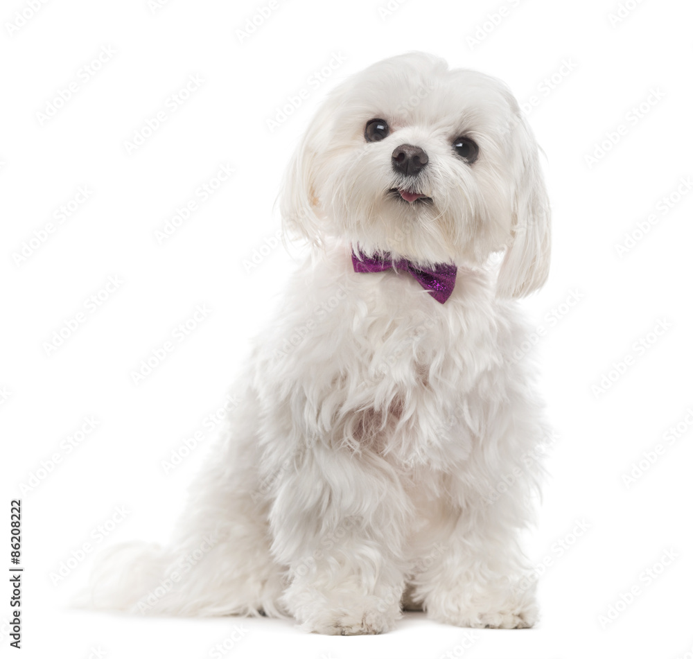 Maltese in front of white background