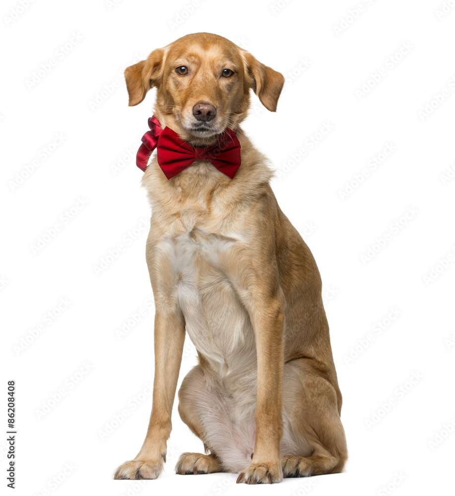 Crossbreed (8 years old) in front of a white background