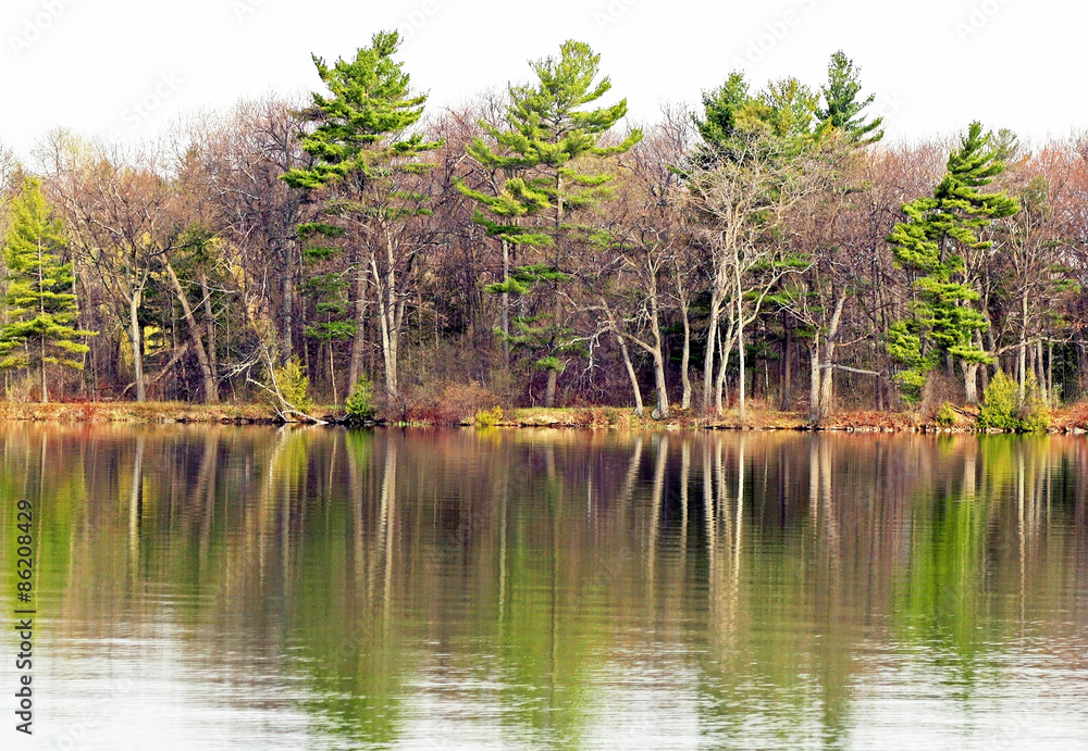 Beautiful tall Evergreen trees reflected in Lake waters in Springtime
