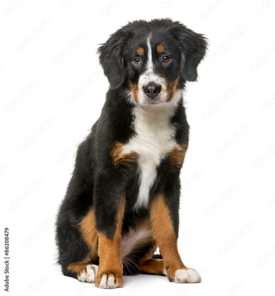 Bernese Mountain Dog puppy (5 months old)