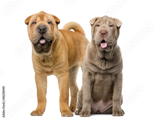 Two Shar Pei puppies (5 months old) photo