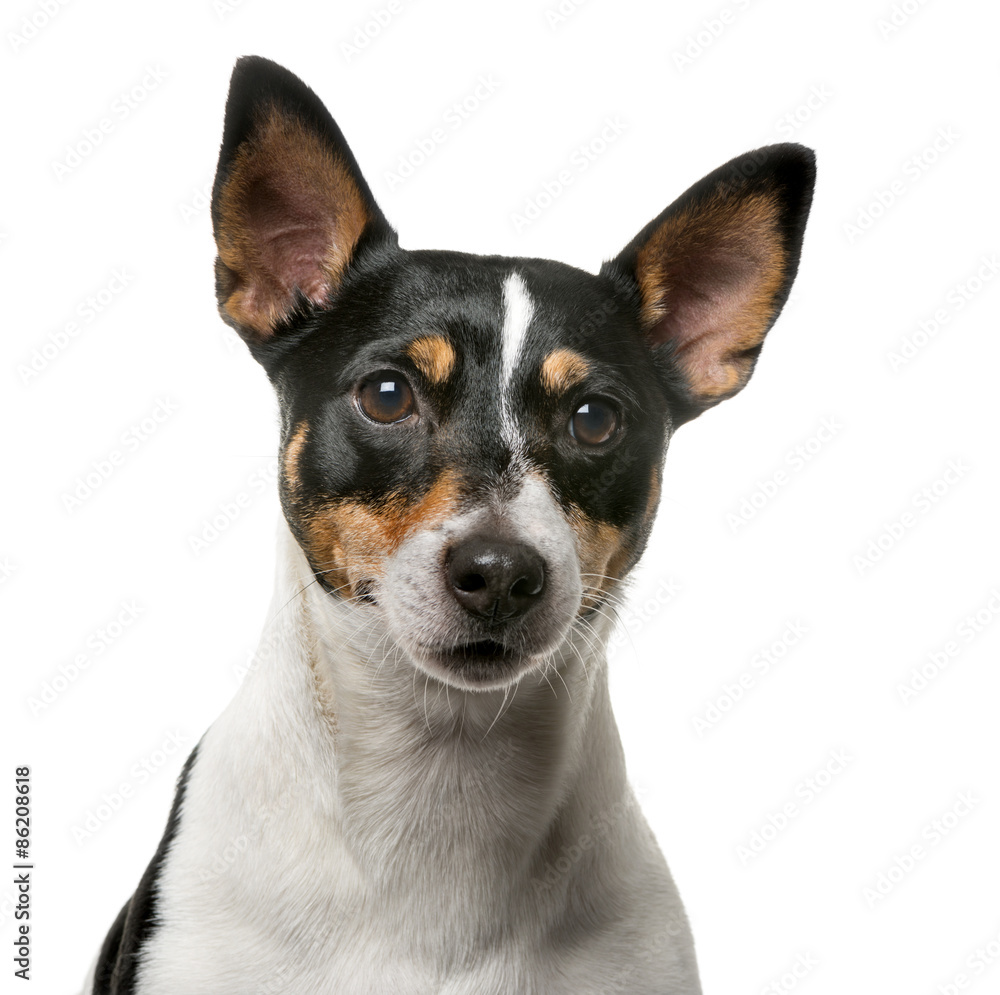 Jack Russell Terrier (7 years old) Jack Russell Terrier (7 years old)