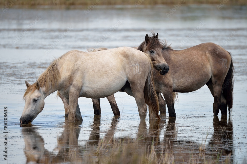 Cavallo camargue Cavallo camargue