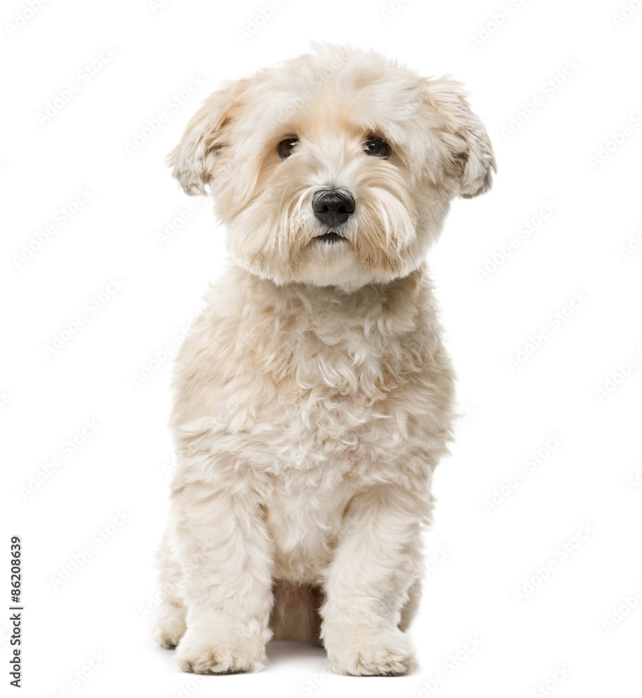 Crossbreed sitting in front of a white background Crossbreed sitting in front of a white background