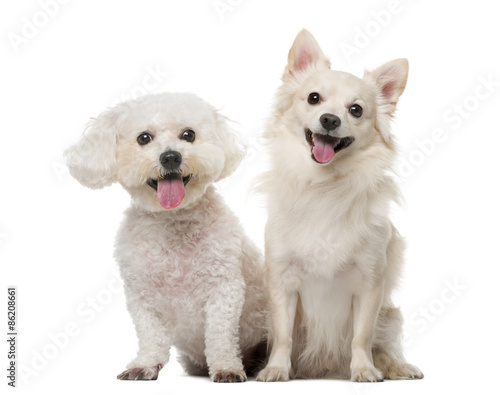 Maltese and Chihuahua in front of a white background © Eric Isselée
