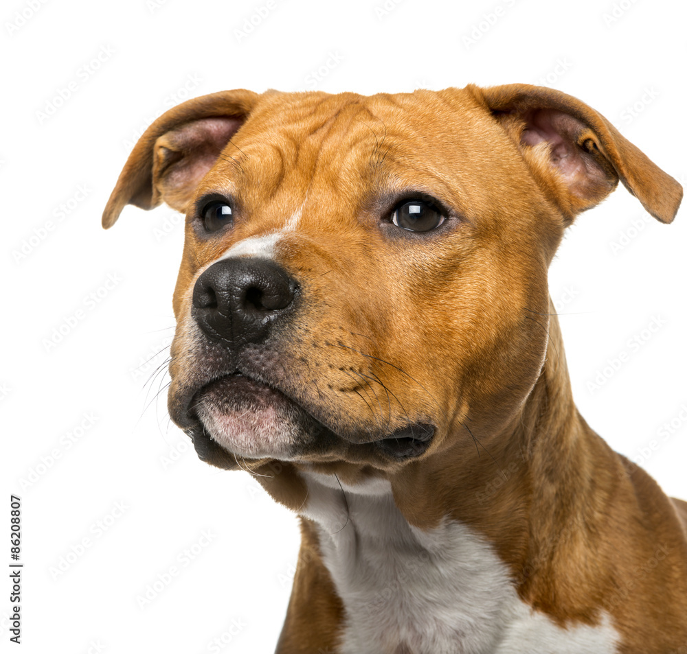 Close-up of an American Staffordshire Terrier (8 months old)