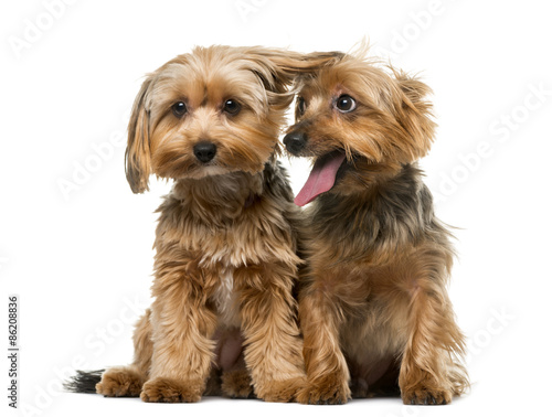 Yorkshire terrier in front of a white background