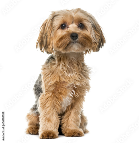 Yorkshire terrier in front of a white background © Eric Isselée