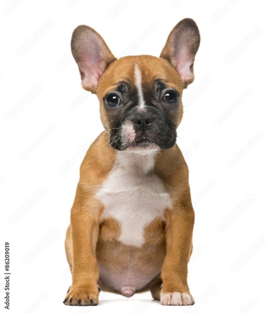 French Bulldog puppy in front of white background