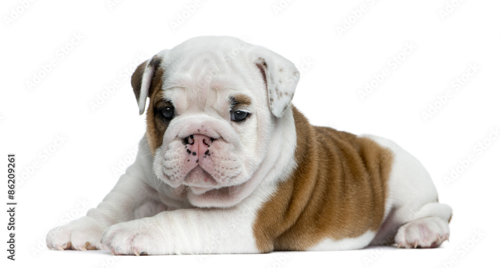 English bulldog puppy in front of white background