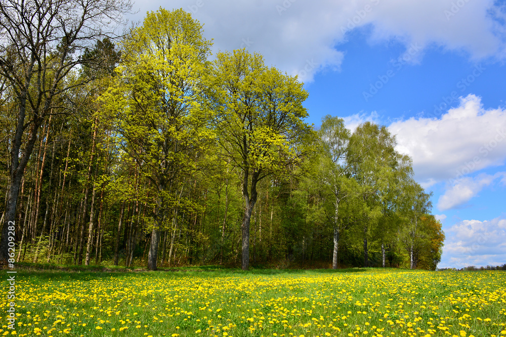 Spring landscape with yellow flowers