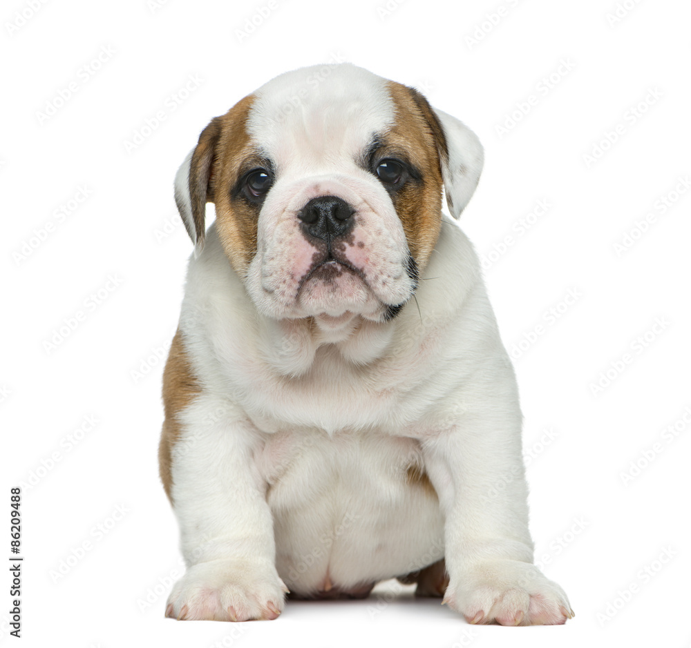 English bulldog puppy in front of white background English bulldog puppy in front of white background