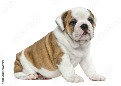 English bulldog puppy in front of white background