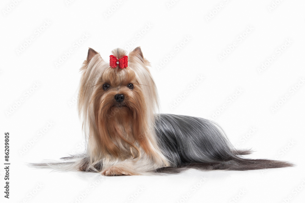 Dog. Yorkie puppy on white background Dog. Yorkie puppy on white background