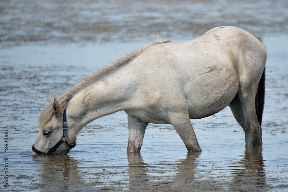 Cavallo camargue Cavallo camargue