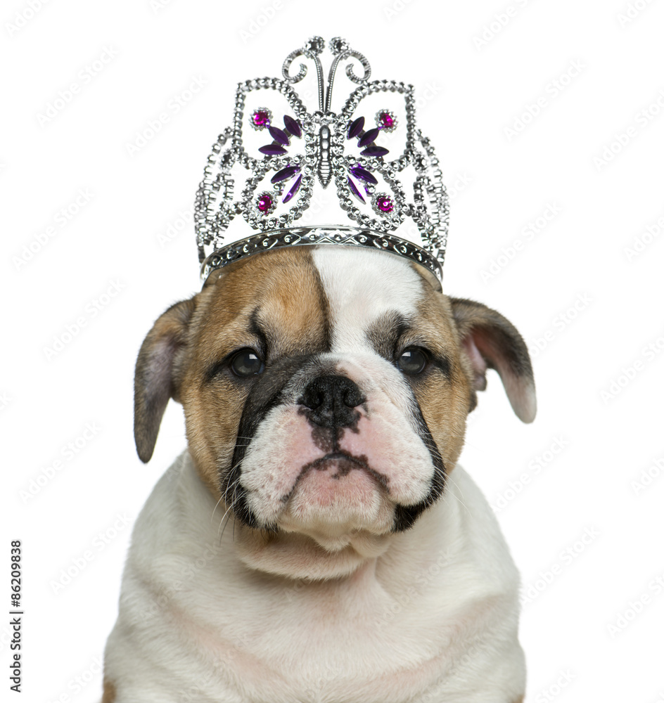 English bulldog puppy wearing a diadem English bulldog puppy wearing a diadem